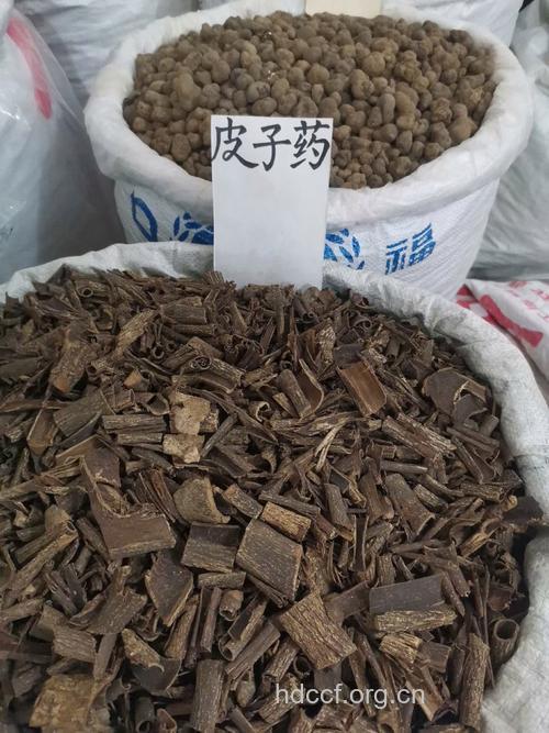 麻口皮子药的功效与作用