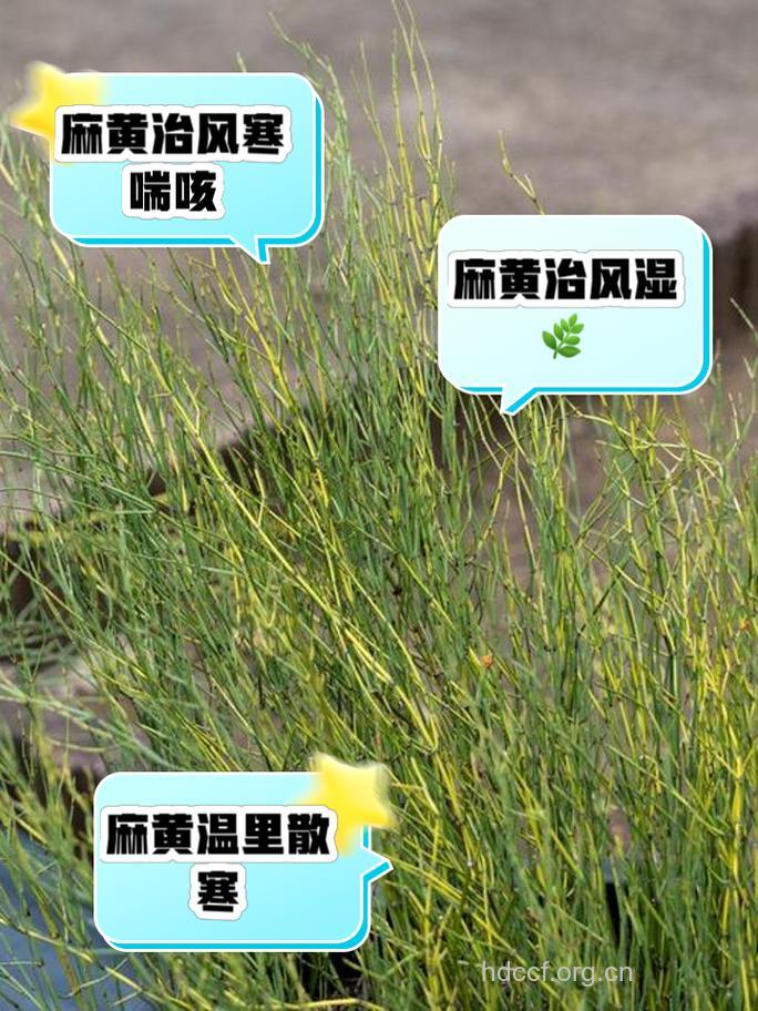 铜钱麻黄的功效与作用