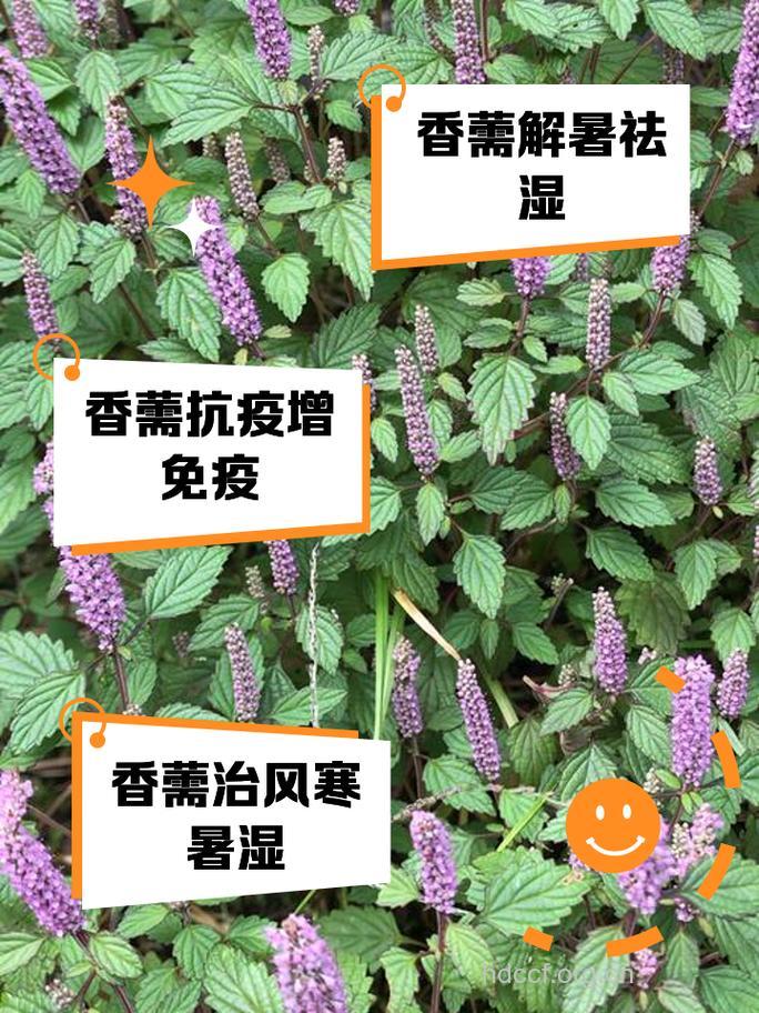 紫香薷的功效与作用