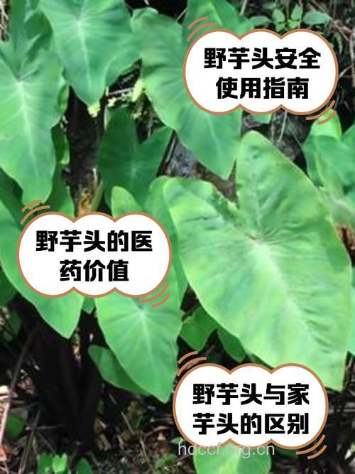 山野芋的功效与作用
