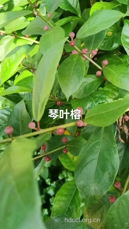 牛奶树子的功效与作用