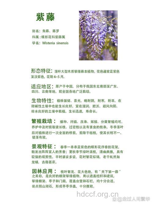 紫藤的功效与作用