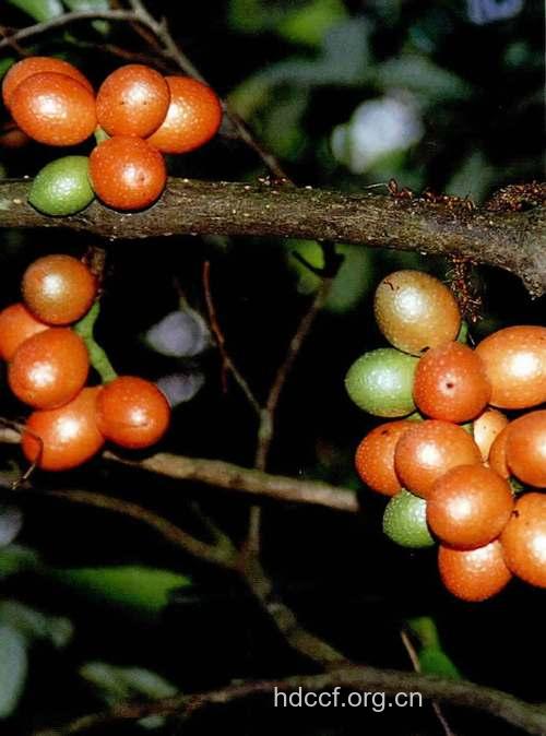 买麻藤的功效与作用