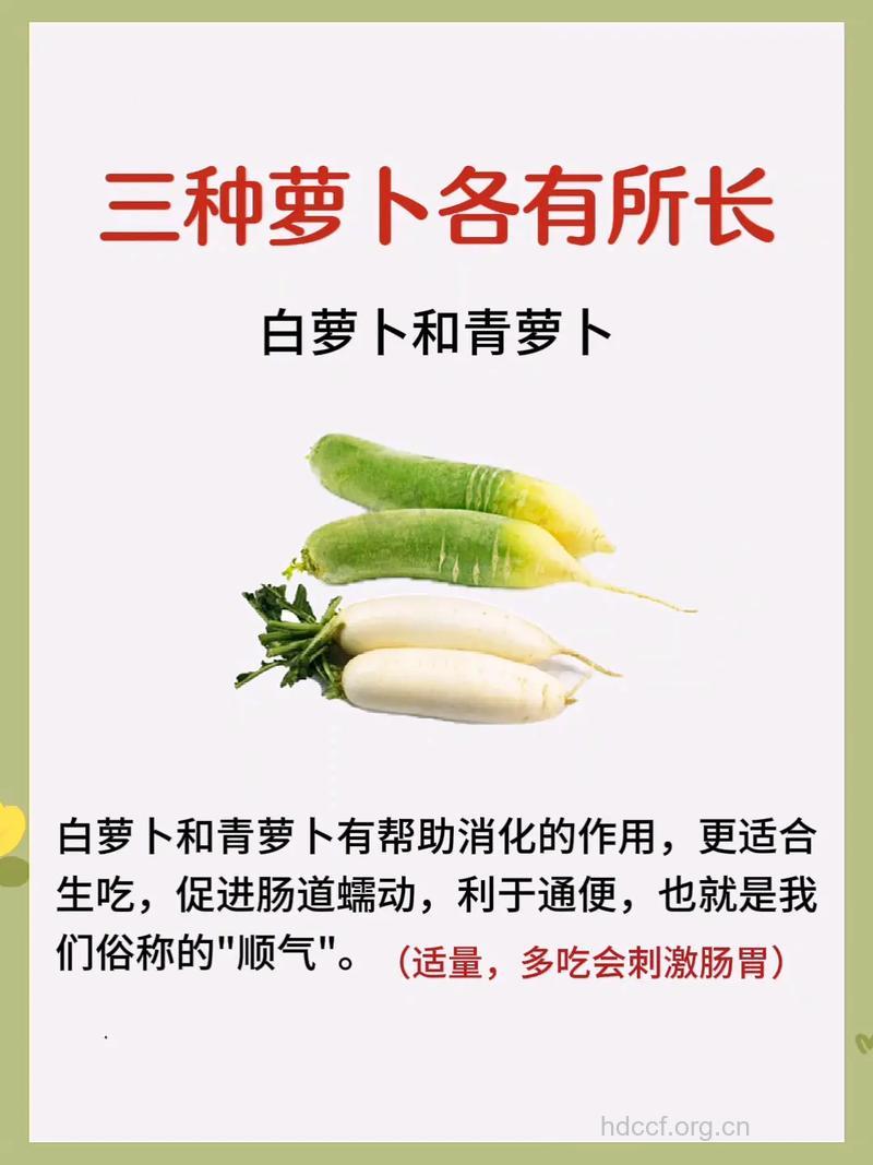 萝卜赛过小人参 不同萝卜功效各不同