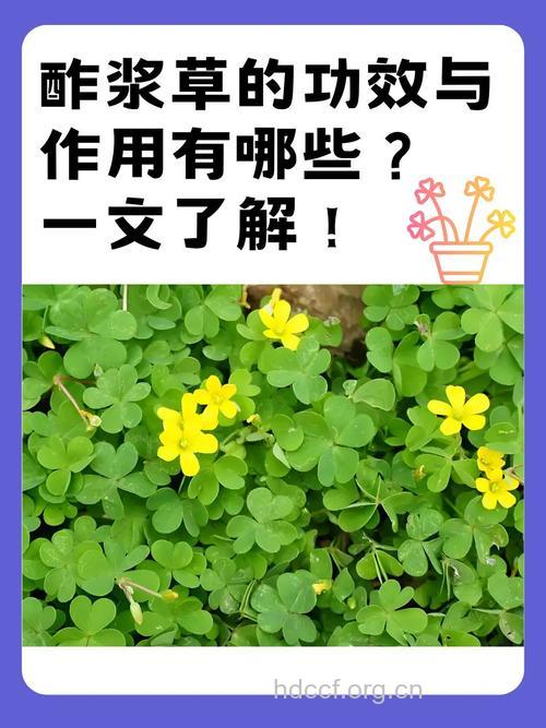 深山酢浆草的功效与作用
