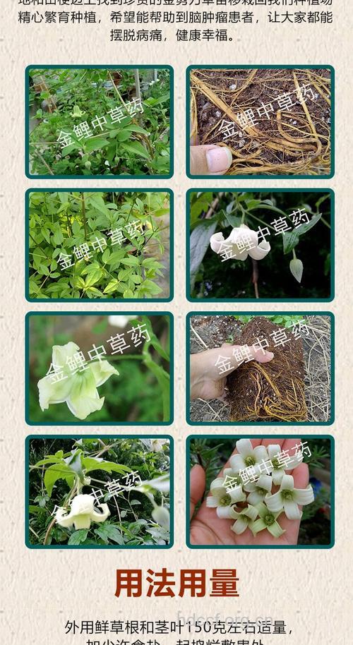 金剪刀的功效与作用