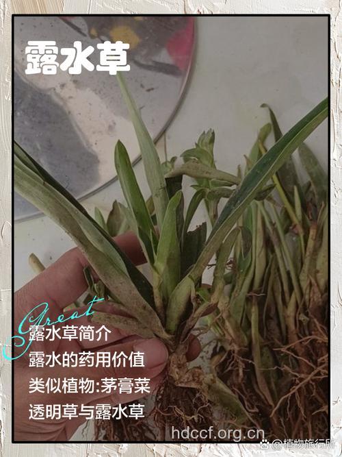 露水草的功效与作用