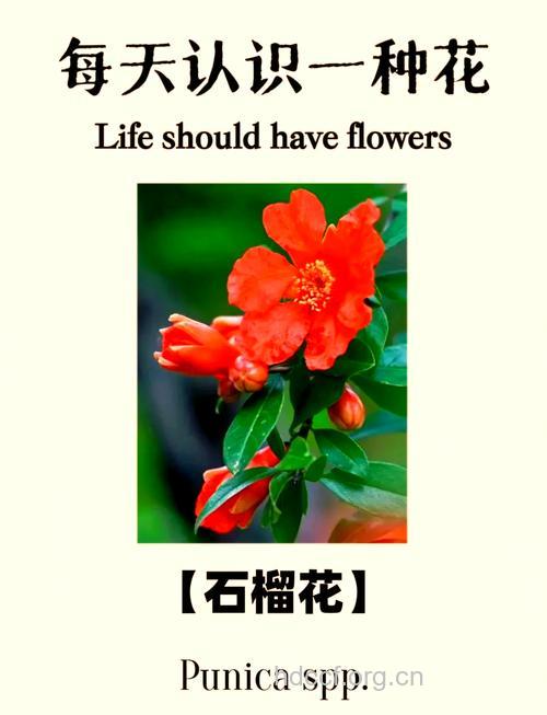 石榴花的功效与作用