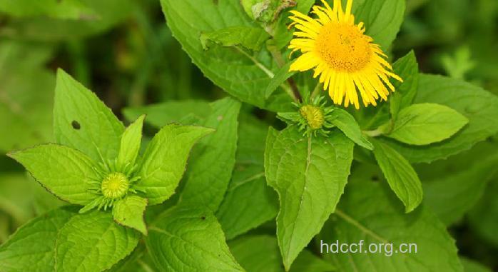 水朝阳草的功效与作用