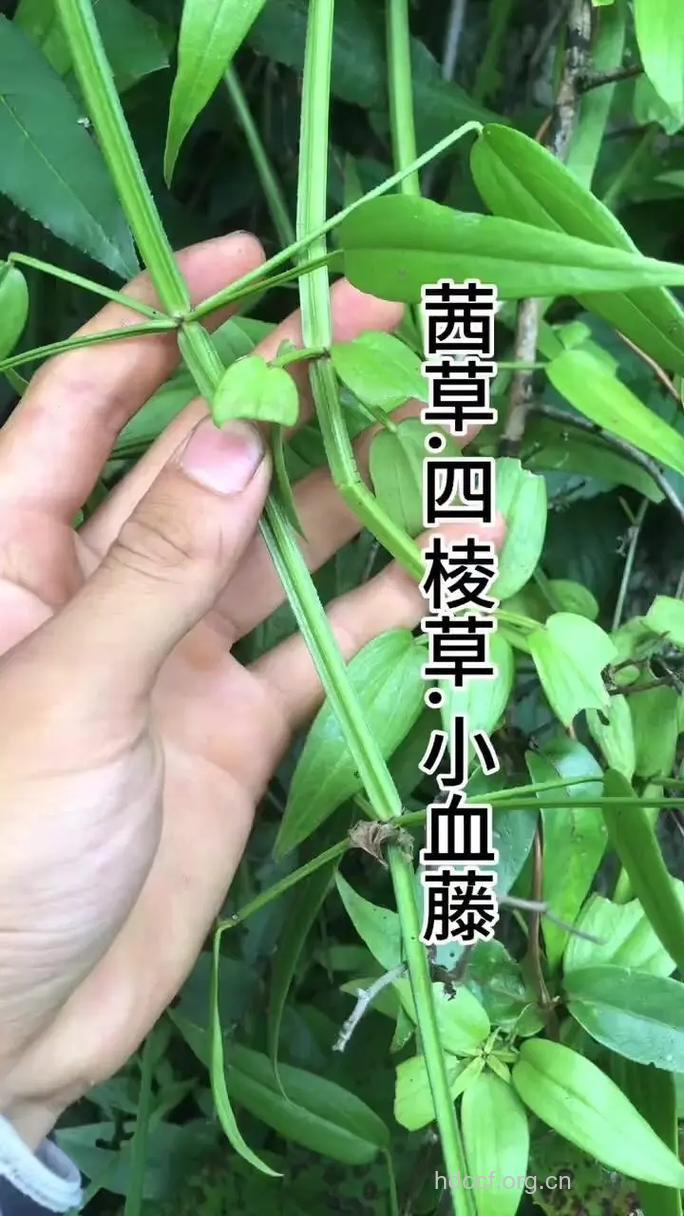 小血光藤的功效与作用