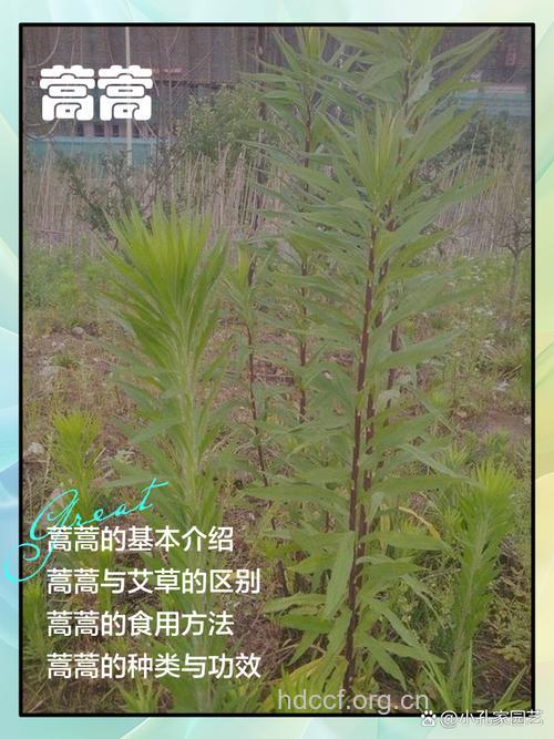 三轮蒿的功效与作用