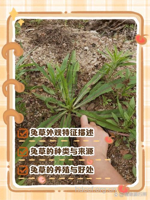 兔耳子草的功效与作用