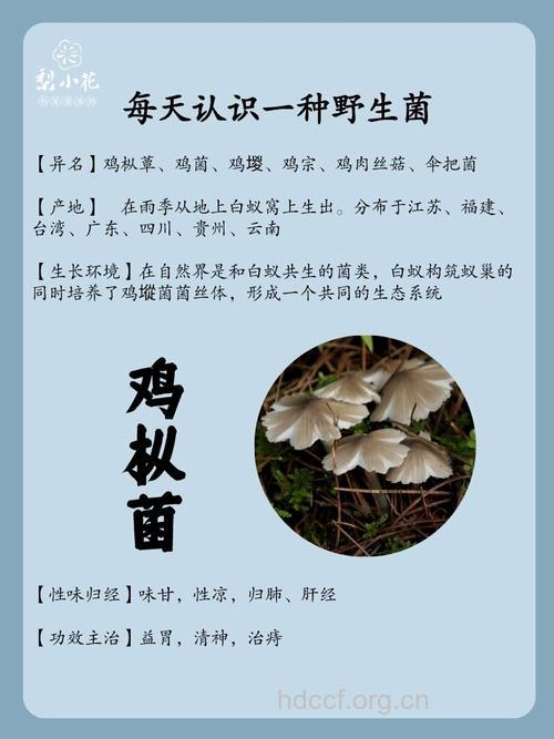 鸡枞的功效与作用