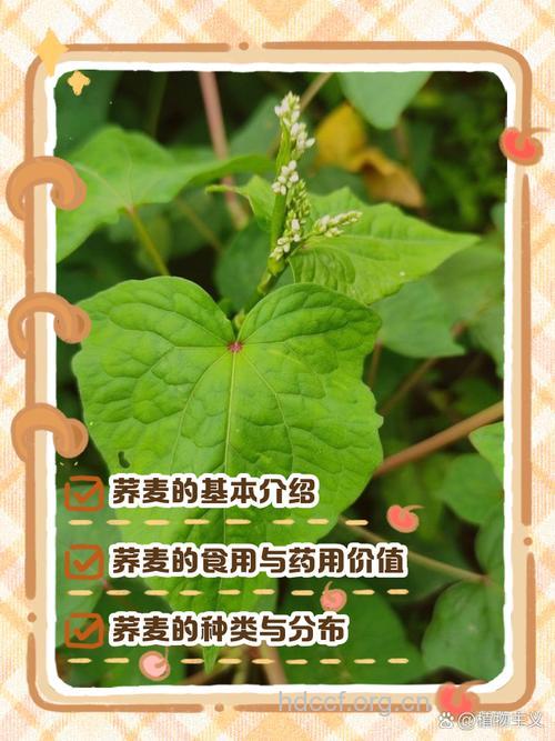 荞麦叶的功效与作用
