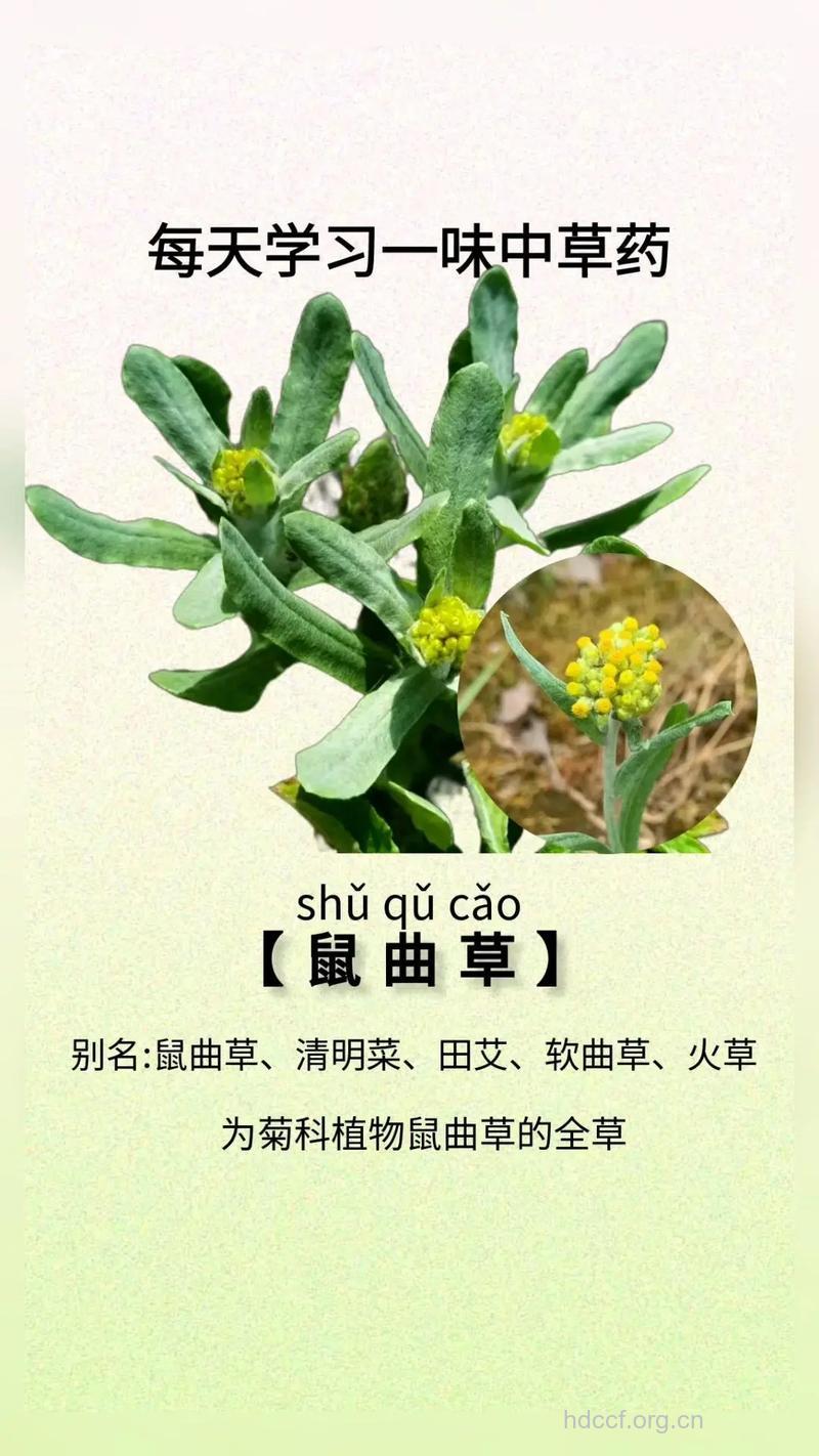 湿鼠曲草的功效与作用