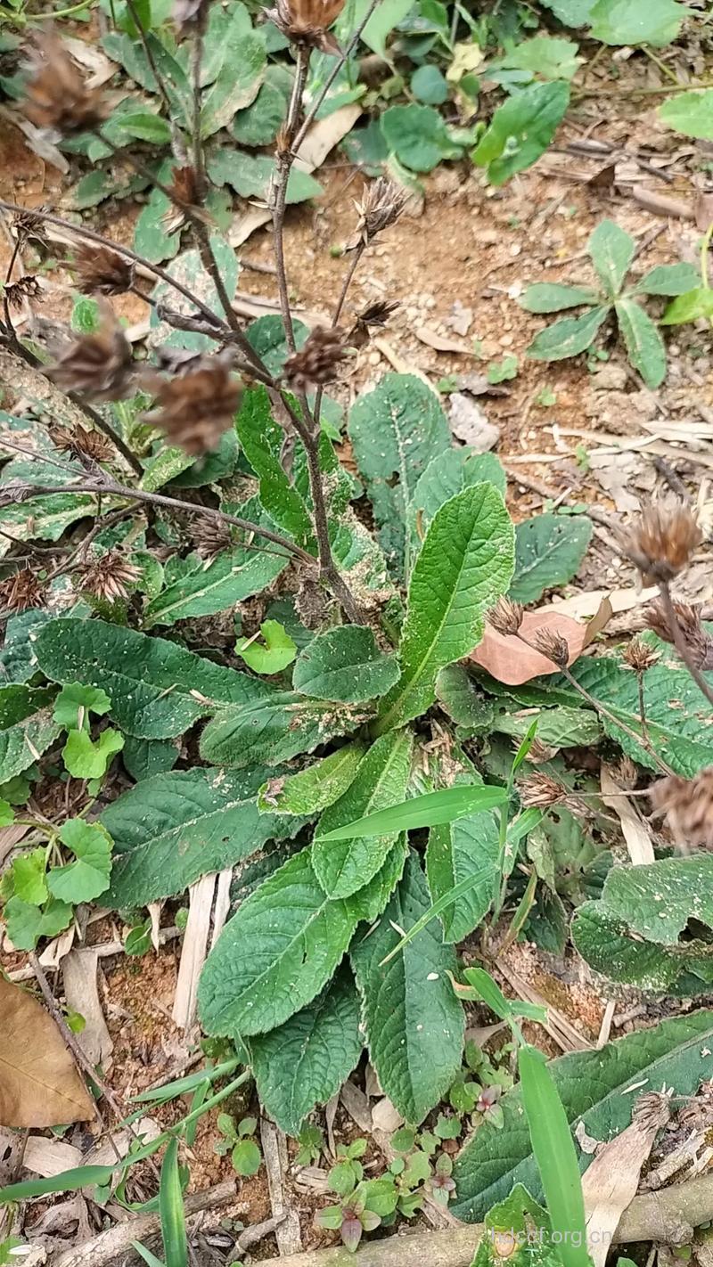 肾炎草的功效与作用