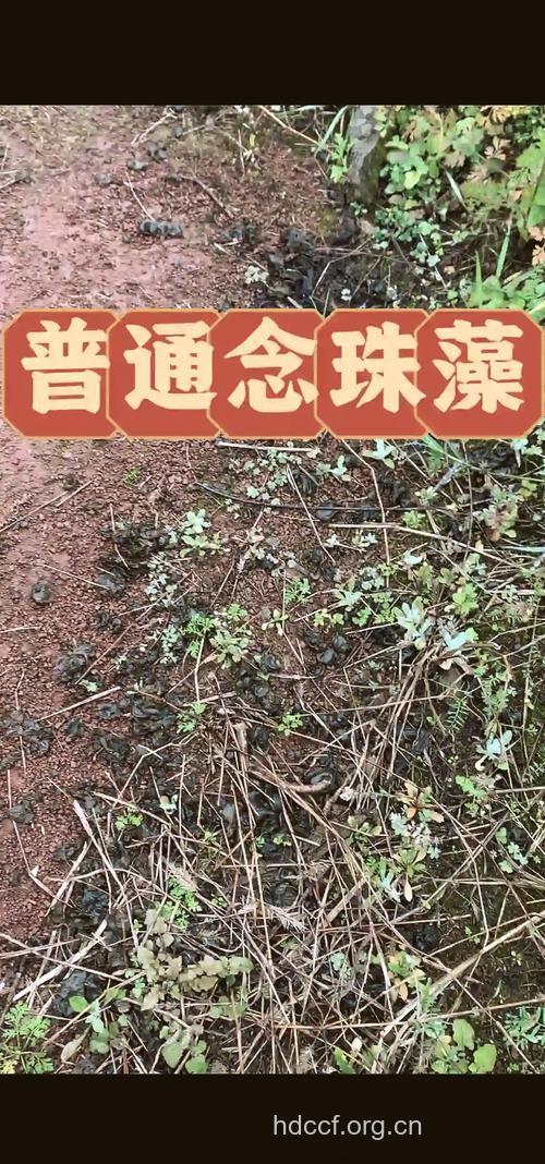 沼泽念珠藻的功效与作用