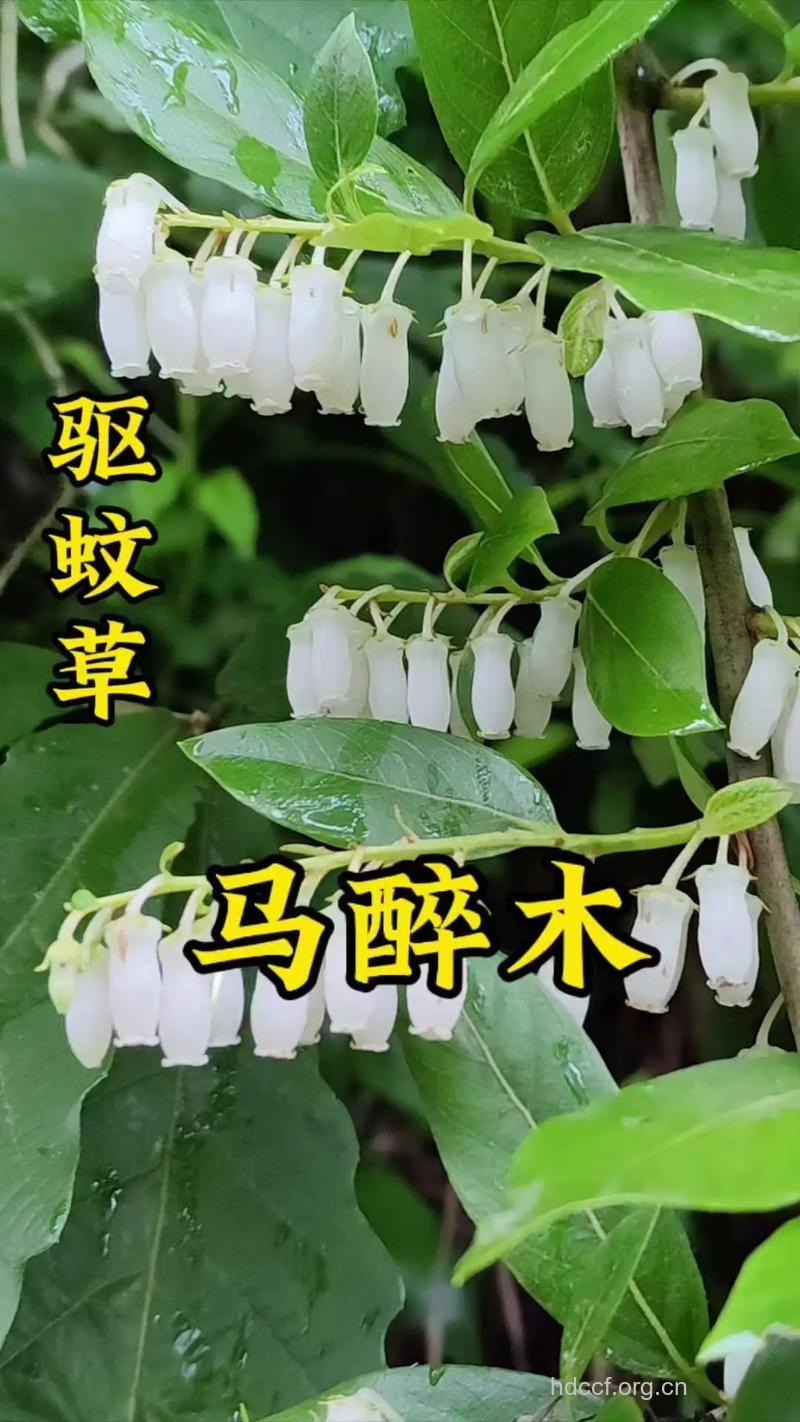 马醉木的功效与作用