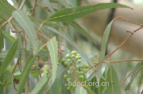 细叶桉果的功效与作用