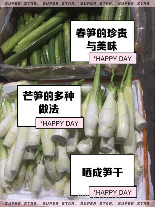 芒气笋子的功效与作用