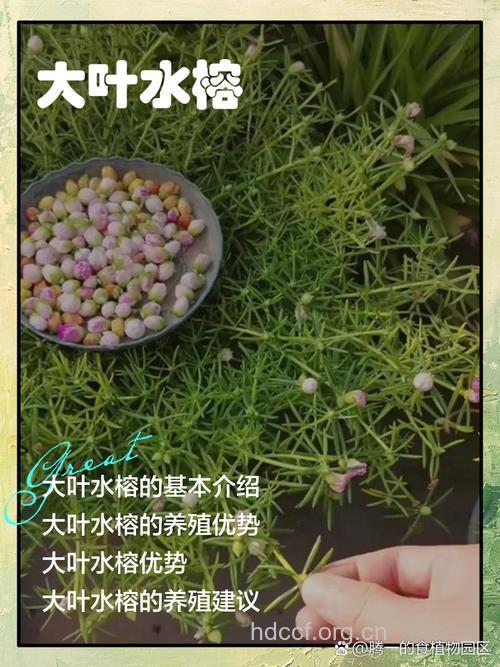 水榕木根的功效与作用