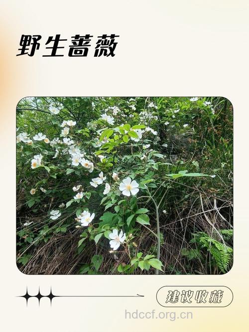 蔷薇枝的功效与作用