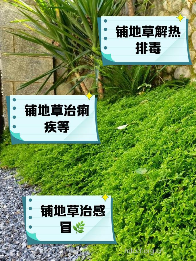 铺地草的功效与作用