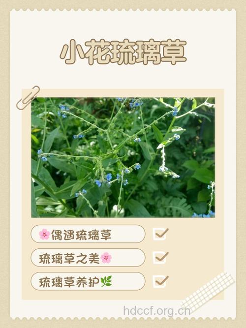 小花琉璃草的功效与作用