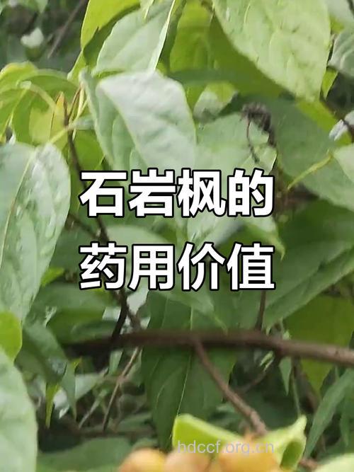 石枫药的功效与作用