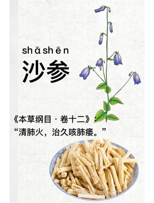 土沙参的功效与作用