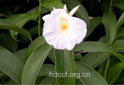 樟柳头的功效与作用