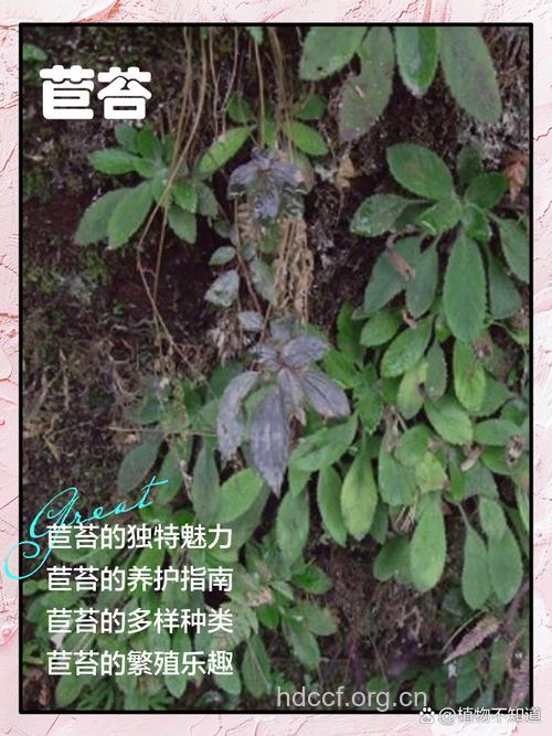 漏斗苣苔的功效与作用