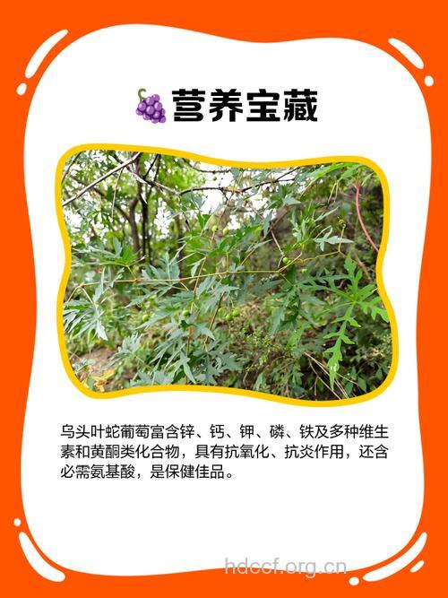 乌头叶蛇葡萄的功效与作用