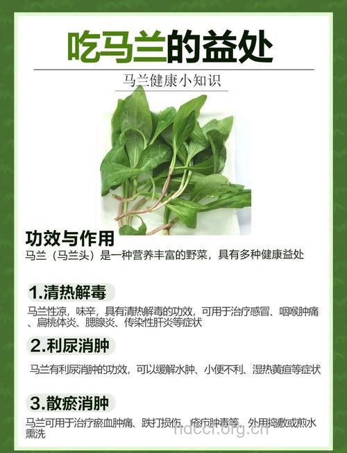 马兰的功效与作用