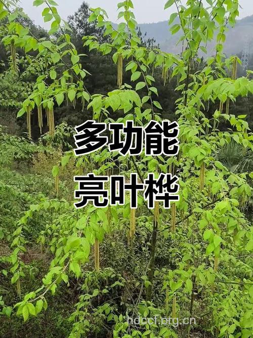 亮叶桦叶的功效与作用