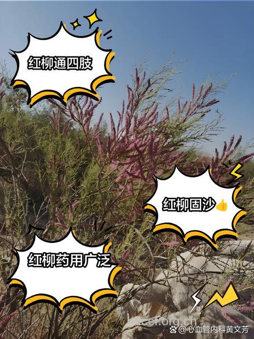 小红柳根的功效与作用