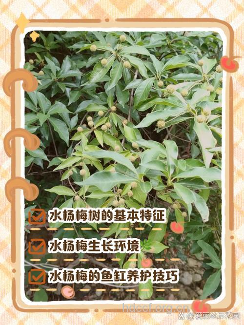 杨梅树的功效与作用