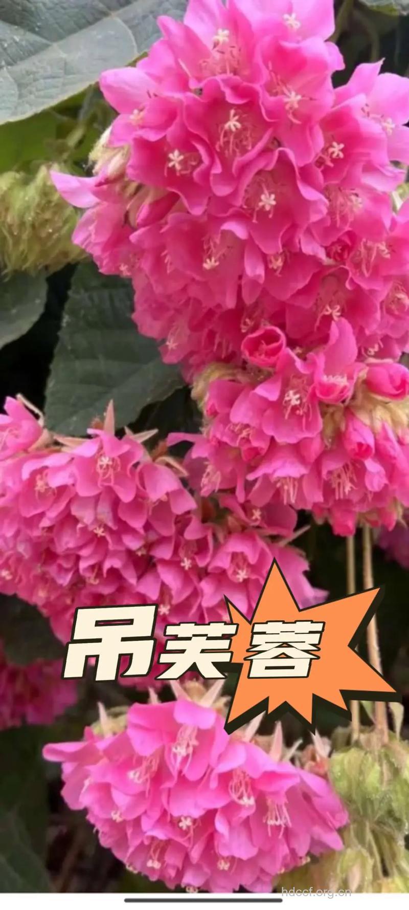 丝线吊芙蓉的功效与作用