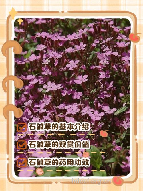 石碱的功效与作用