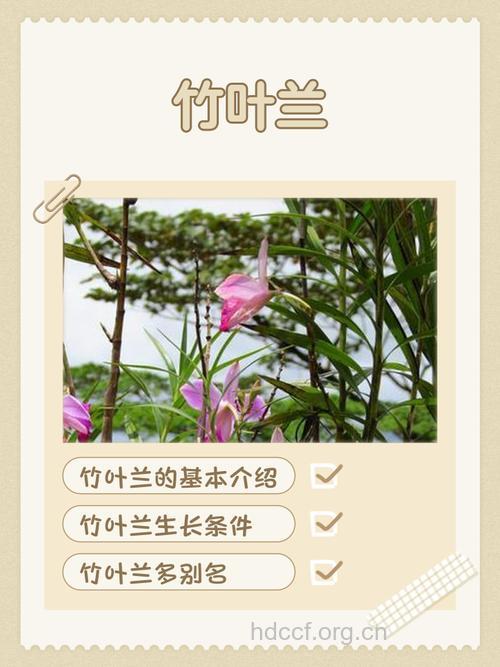 竹叶兰的功效与作用