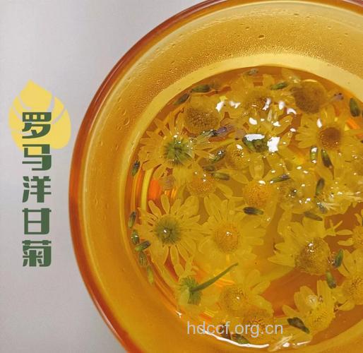 菊花酒的菊花用哪种好 洋甘菊是首选