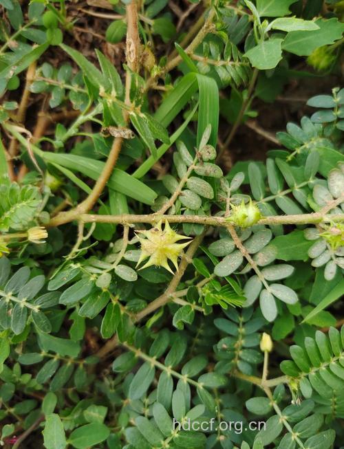 蒺藜苗的功效与作用