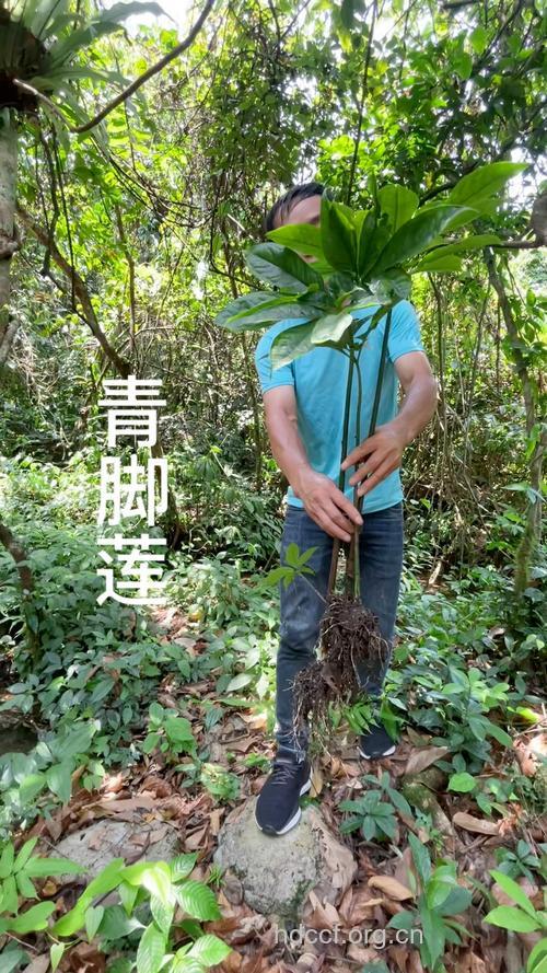 青脚莲的功效与作用