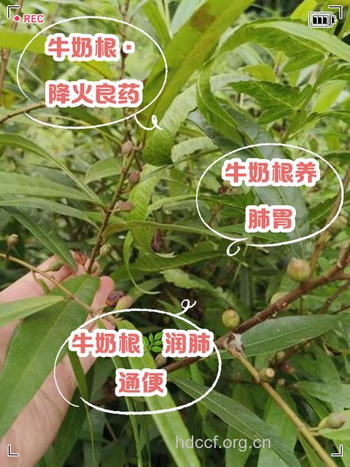 牛奶浆的功效与作用