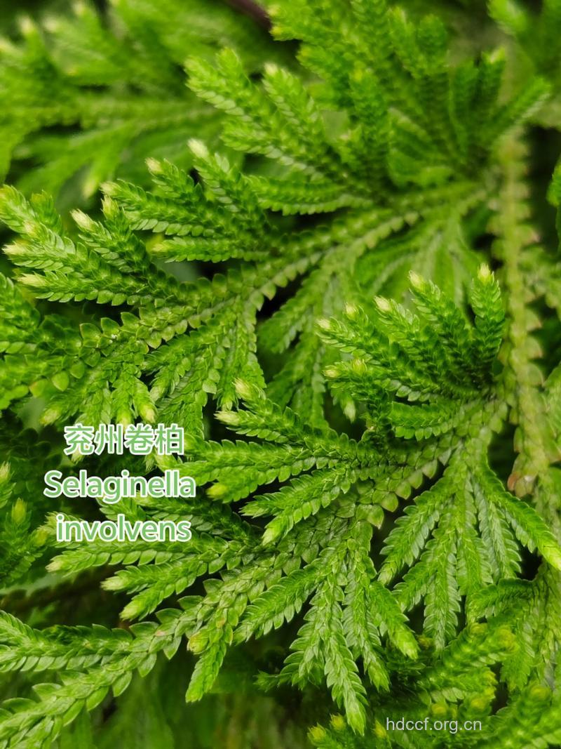 兖州卷柏的功效与作用