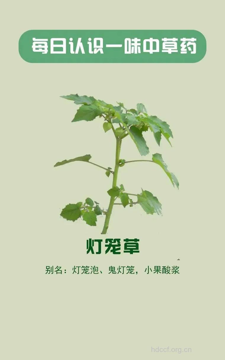 吉笼草的功效与作用