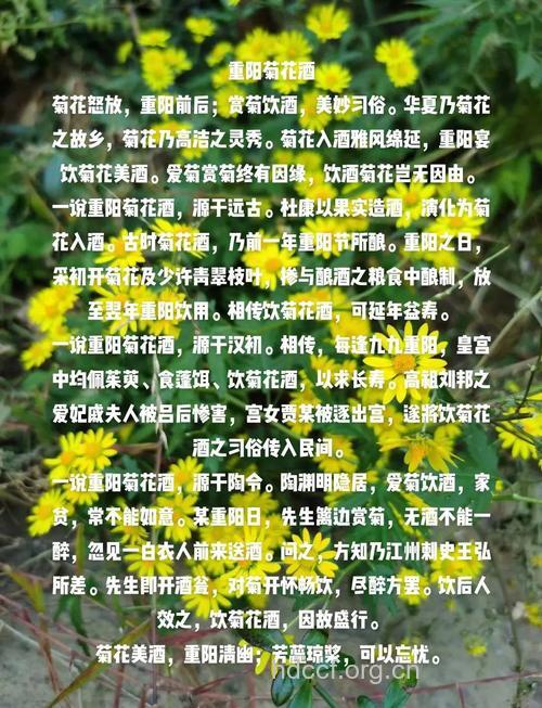 喝菊花酒是什么时候 重阳节宜喝菊花酒