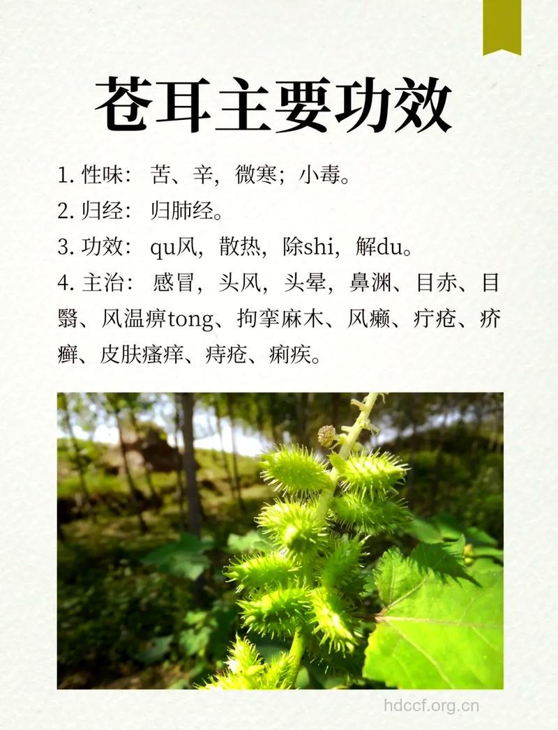 苍耳子的功效与作用