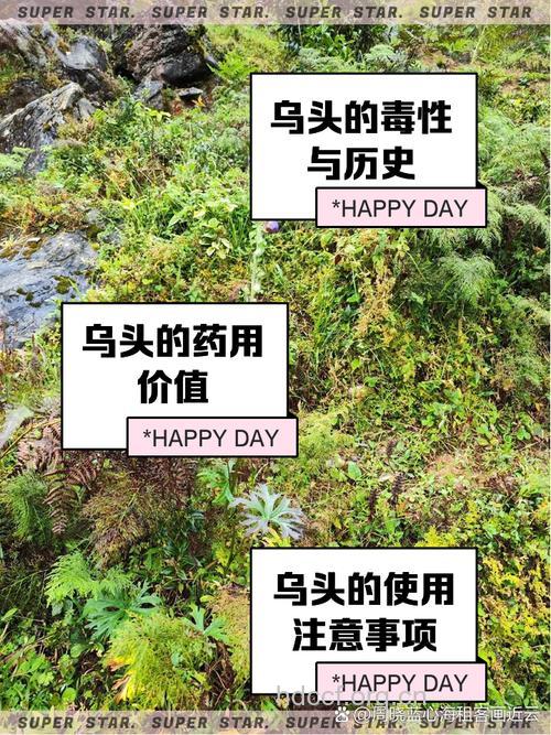 乌鸦头的功效与作用