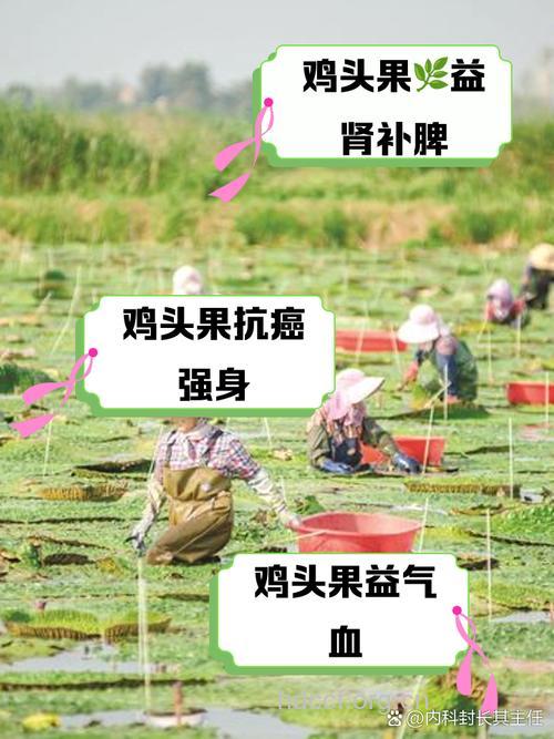 鸡头的功效与作用